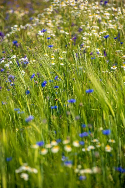 Sommergrüne Wiese mit zufälligen Blüten im Hochsommer d — Stockfoto