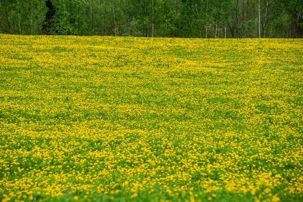 Pissenlits jaunes fleurissant en été datte dans la prairie verte — Photo