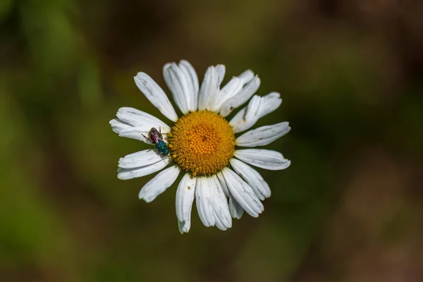 自然の緑の草原の背景に白い春の花 — ストック写真