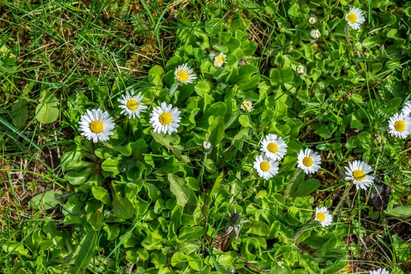 Flores brancas da primavera no fundo do prado verde natural — Fotografia de Stock