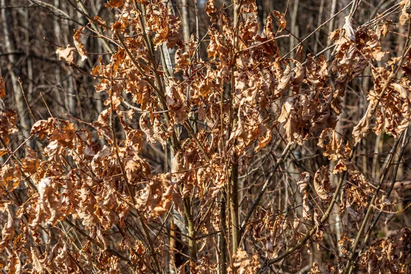 Coloridos arbustos de primavera en el campo letón — Foto de Stock