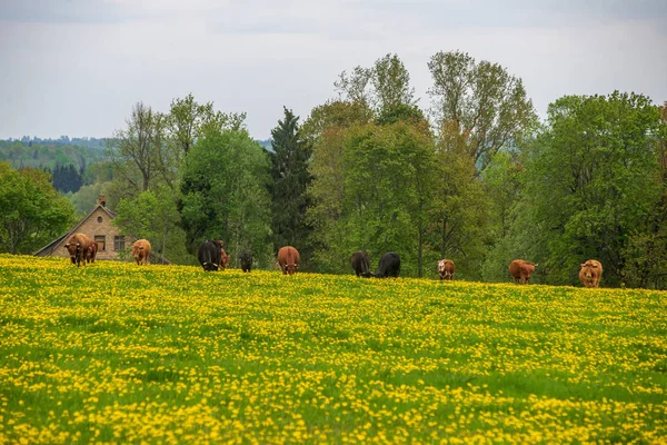 緑の草原に夏 dat に咲く黄色のタンポポ — ストック写真