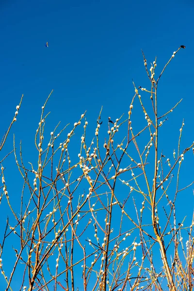 Coloridos arbustos de primavera en el campo letón — Foto de Stock