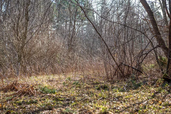 Barevné jarní keře lotyšský venkově — Stock fotografie