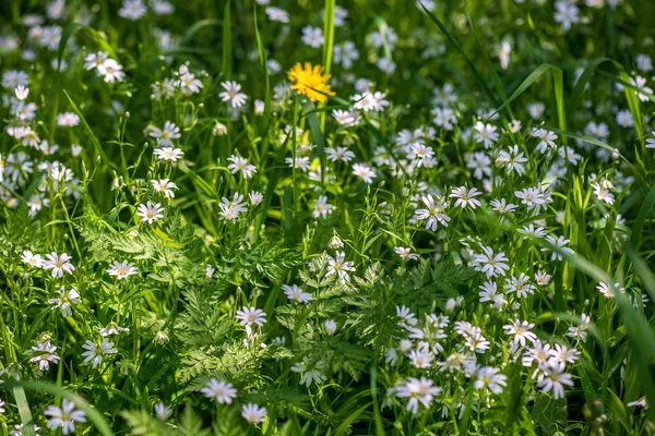 Weiße Frühlingsblumen auf natürlichem grünen Wiesenhintergrund — Stockfoto