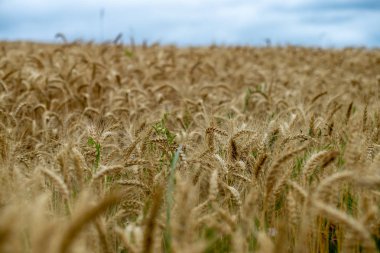 sonsuz buğday bitkileri Letonya kırsal alanlarında