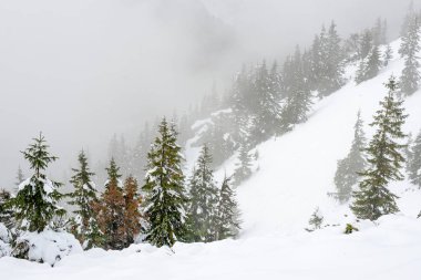 turistik rotalar Slovakya tatra Dağları'nda kar kaplı
