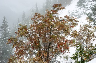 turistik rotalar Slovakya tatra Dağları'nda kar kaplı