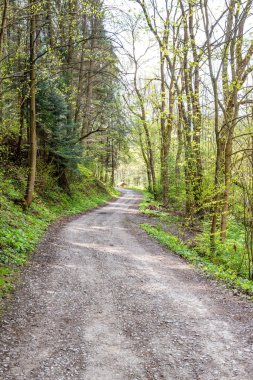 Sonbaharda boş asfalt yolu