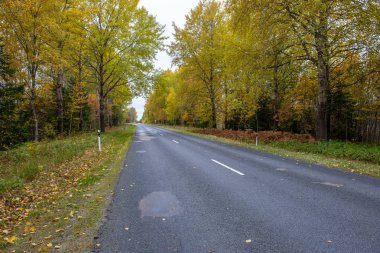 Sonbaharda boş asfalt yolu