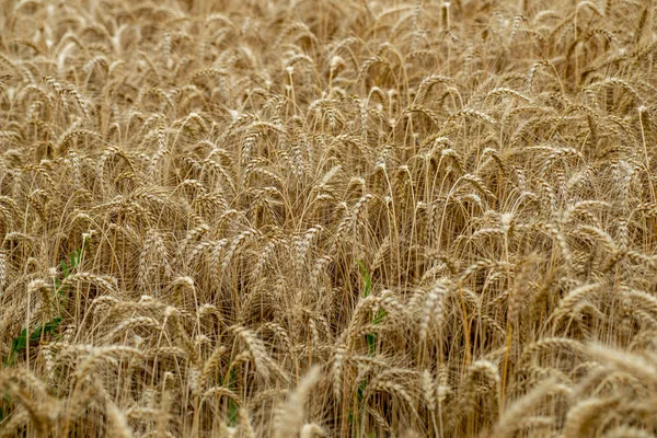 Ändlösa fält av vete grödor i Lettland landsbygden — Stockfoto