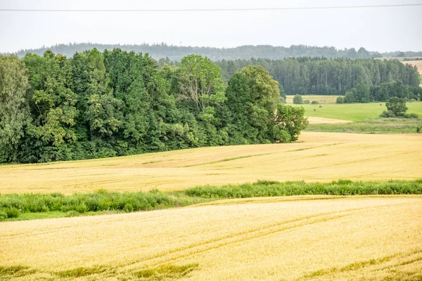Niekończące się pola upraw pszenicy w Łotewskiej wsi — Zdjęcie stockowe