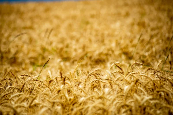 Ändlösa fält av vete grödor i Lettland landsbygden — Stockfoto