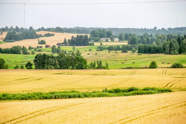 Niekończące się pola upraw pszenicy w Łotewskiej wsi — Zdjęcie stockowe