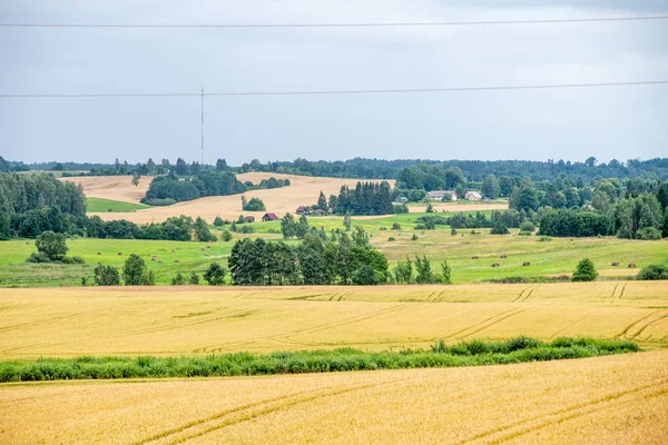 Niekończące się pola upraw pszenicy w Łotewskiej wsi — Zdjęcie stockowe