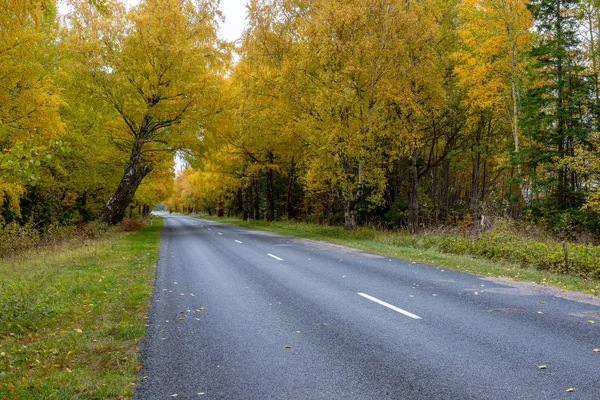 Camino de asfalto vacío en otoño — Foto de Stock