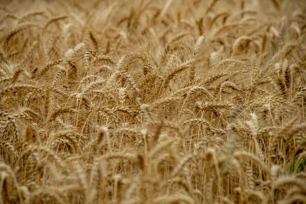 Endless fields of wheat crops in latvia countryside — Stock Photo, Image