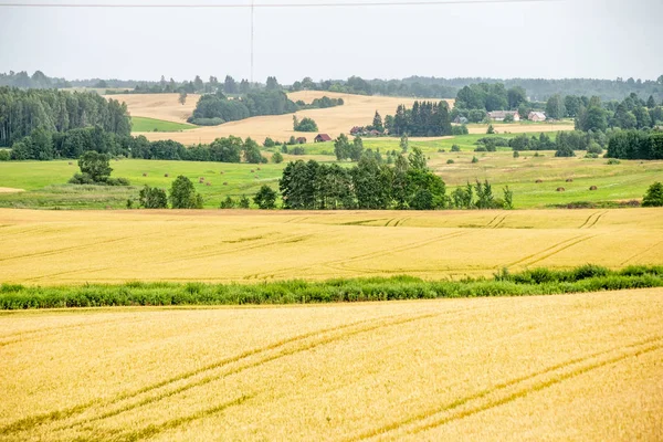 Endless fields of wheat crops in latvia countryside — Stock Photo, Image