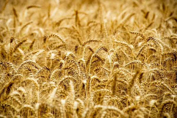 Nekonečné lány pšenice plodin v Lotyšsku venkově — Stock fotografie