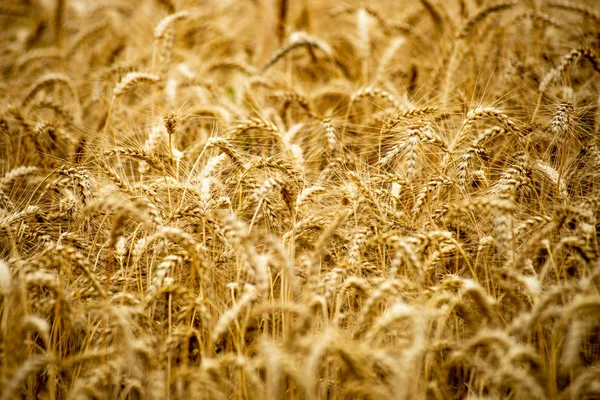 Campos intermináveis de culturas de trigo em latvia rural — Fotografia de Stock