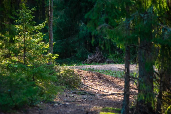 Camino de grava vacío en otoño — Foto de Stock