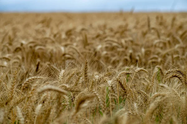 Champs infinis de cultures de blé dans la campagne latvia — Photo