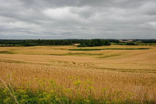 sonsuz buğday bitkileri Letonya kırsal alanlarında