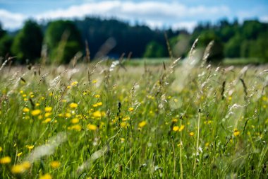 Yaz aylarında güneşli bir gün çiçeklenme çiçekler ile güzel çayır. renkli arka plan