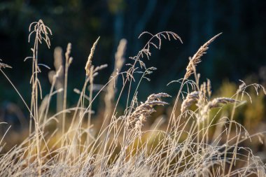 parkta güneşli kış sabah ışığında Frost kaplı çim ve ağaç yaprakları