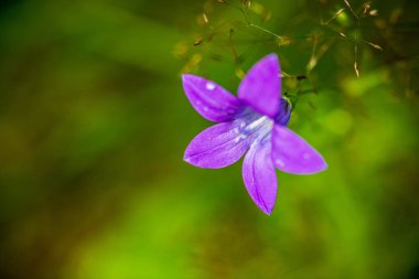 Yaz aylarında güneşli bir gün çiçeklenme çiçekler ile güzel çayır. renkli arka plan