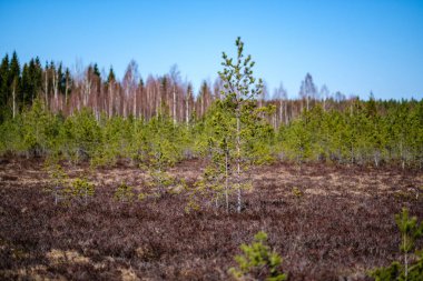 bulanık arka plan ile bataklık alanında genç çam ağaçları. güneşli bahar günü