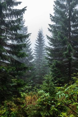 sis ve eski ağaçlar ile ıslak puslu sonbahar ormanında yürüyüş. yağmur aşağı geliyor