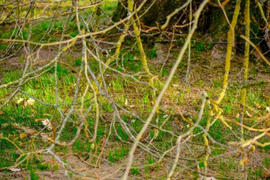 Parkta çıplak bahar topraktan büyüyen ilk yeşil çim