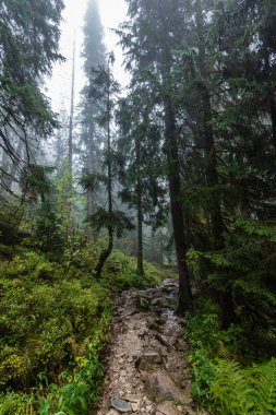 sis ve eski ağaçlar ile ıslak puslu sonbahar ormanında yürüyüş. yağmur aşağı geliyor