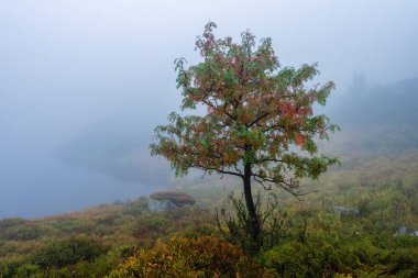 sis ve eski ağaçlar ile ıslak puslu sonbahar ormanında yürüyüş. yağmur aşağı geliyor