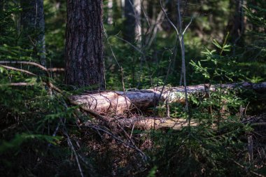 bulanık arka plan ile bataklık alanında genç çam ağaçları. güneşli bahar günü