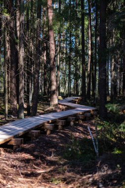 Genç çam ağacı ormanı ile bataklık turistler için güzel yeni ahşap tahta yürüyüş