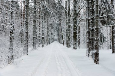 Orman woth mavi gökyüzü buz ve kar kaplı karlı kış yolu