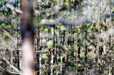 bulanık arka plan ile bataklık alanında genç çam ağaçları. güneşli bahar günü