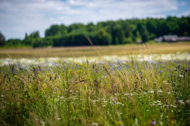 Yaz aylarında güneşli bir gün çiçeklenme çiçekler ile güzel çayır. renkli arka plan