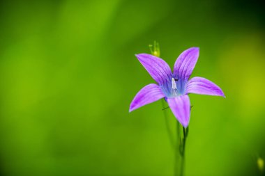 Yaz aylarında güneşli bir gün çiçeklenme çiçekler ile güzel çayır. renkli arka plan