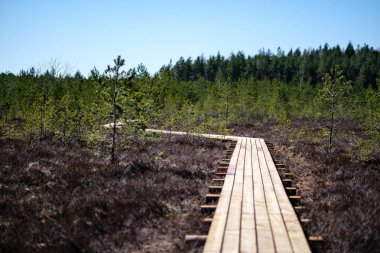 Genç çam ağacı ormanı ile bataklık turistler için güzel yeni ahşap tahta yürüyüş