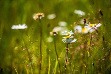 Yaz aylarında güneşli bir gün çiçeklenme çiçekler ile güzel çayır. renkli arka plan
