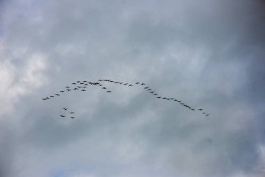 gökyüzünde yüksek uçan vahşi kuşlar, arka plan bulanıklık