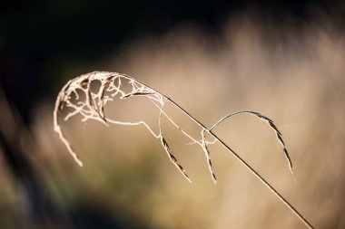 parkta güneşli kış sabah ışığında Frost kaplı çim ve ağaç yaprakları