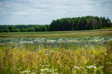 Yaz aylarında güneşli bir gün çiçeklenme çiçekler ile güzel çayır. renkli arka plan