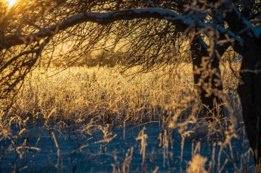 buz kaplı çim ve huş ağacı dalları karlı parkta güneşli kış sabah ışığında yaprakları