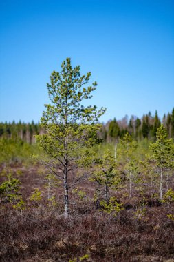 bulanık arka plan ile bataklık alanında genç çam ağaçları. güneşli bahar günü