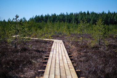Genç çam ağacı ormanı ile bataklık turistler için güzel yeni ahşap tahta yürüyüş