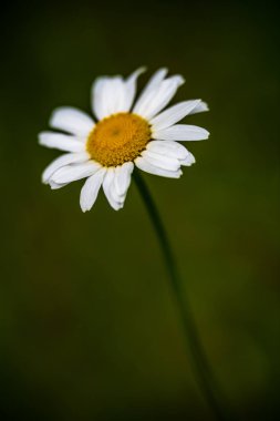 Yaz aylarında güneşli bir gün çiçeklenme çiçekler ile güzel çayır. renkli arka plan